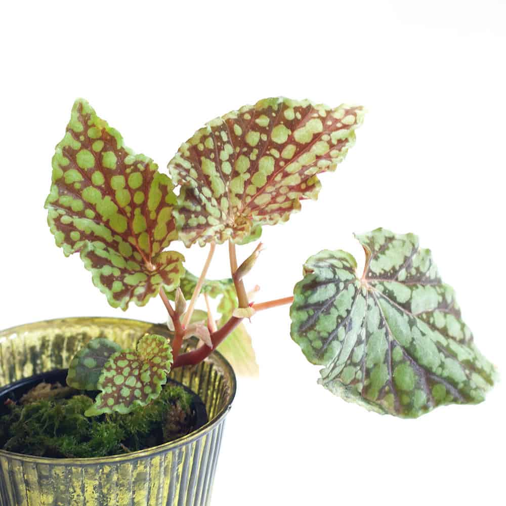 begonia-chlorosticta-red-form-arcadia-botanic